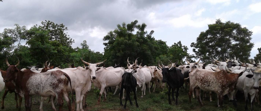 Dara Company importing meat and live cows from Africa